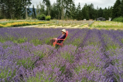 lavender_field