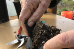 Pot_Tuber2-scaled