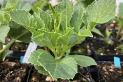 Single Pot Tuber with multiple sprouts