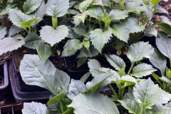 Tray of Bloomquist Jean Pot Tubers