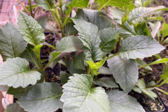 Pot Tubers