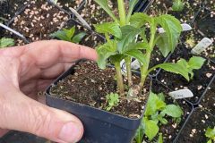 Pot Tuber