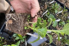 Pot Tuber
